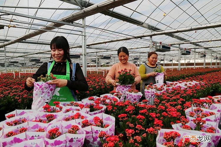郑州花卉市场租金 郑州租赁花卉