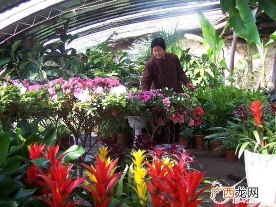 中国花卉网官方网站 中国西安花卉网