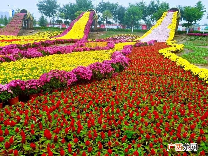 中国花卉网官方网站 中国西安花卉网