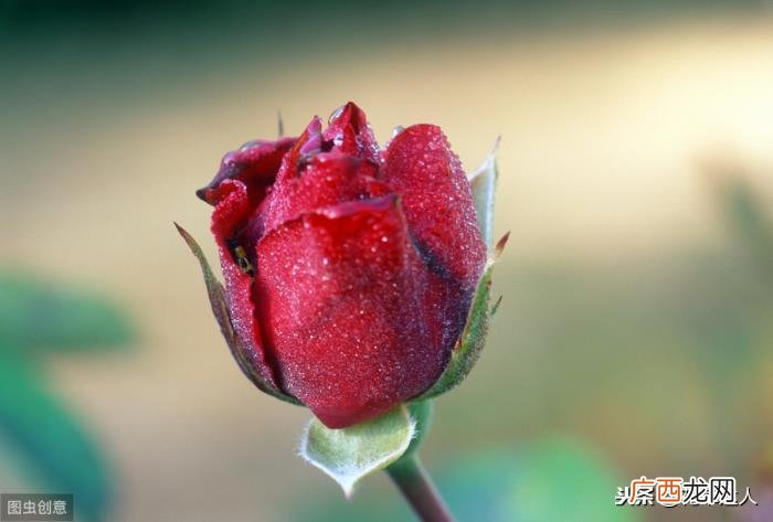送几朵玫瑰花的含义,玫瑰花语每朵代表什么