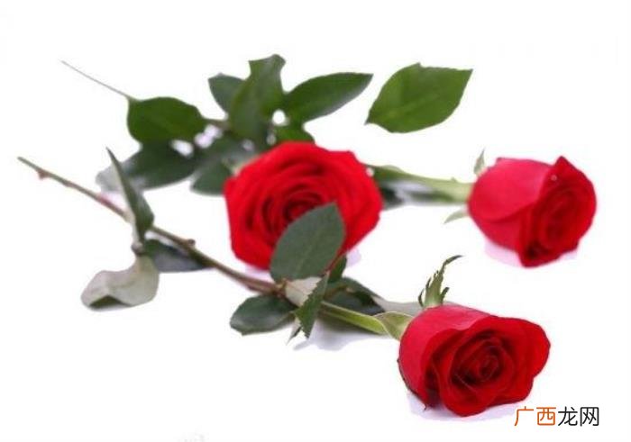 送玫瑰花朵数的含义，玫瑰花朵数代表的含义