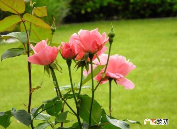 送玫瑰花朵数的含义，玫瑰花朵数代表的含义