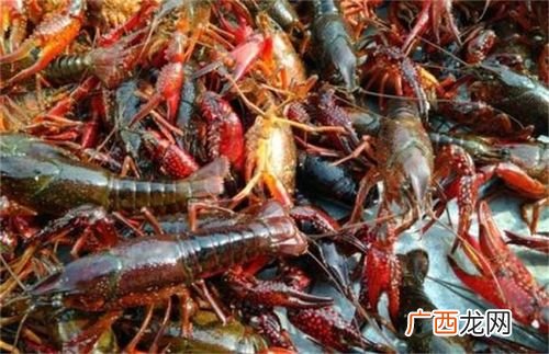 养殖什么水产品利润大 今年大暴利水产养殖