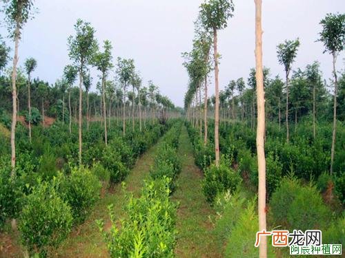 榆树修剪原则和方法