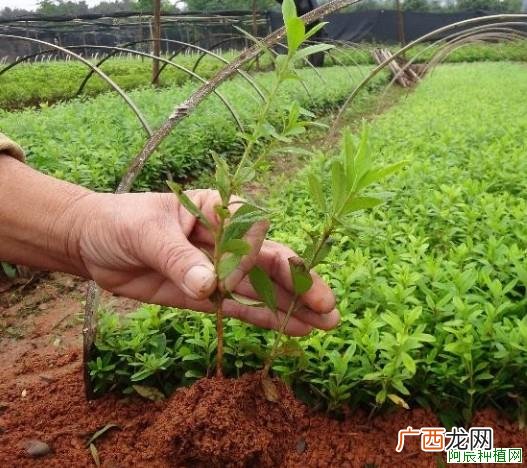 榆树修剪原则和方法