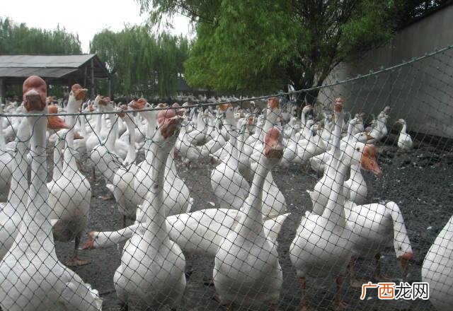 养鹅合作 养鹅技术指导