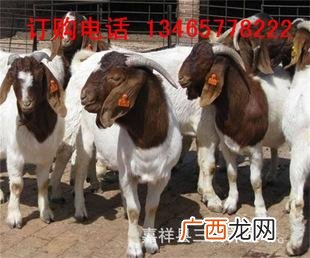 养羊技术视频 养羊技术视频大全