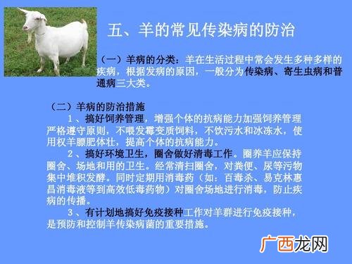 养羊技术视频 养羊技术视频大全