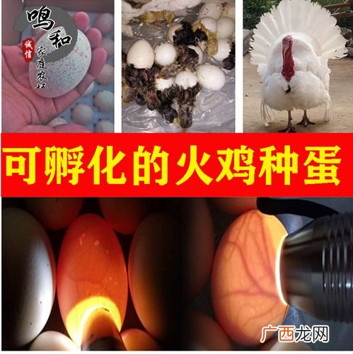 小鸡孵化器多少钱一台 火鸡孵化技术