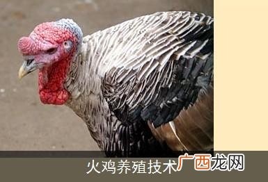 小鸡孵化器多少钱一台 火鸡孵化技术