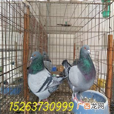 鸽子视频大全视频播放 养鸽子技术视频
