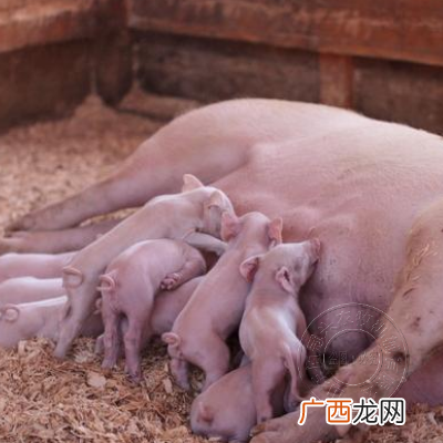 母猪科学饲养技术 母猪繁殖技术