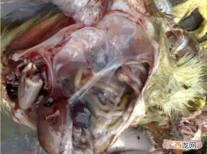 埃博拉病毒 鸭黄病毒病的防控技术ppt