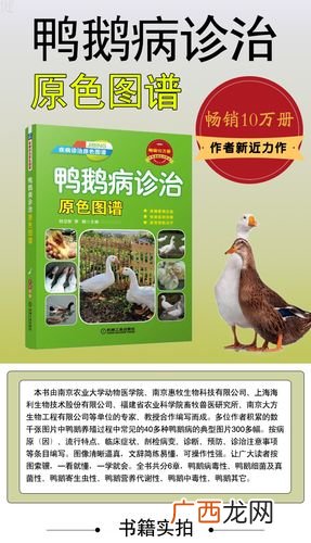 新手养鸭子怎么养 养鸭技术与鸭病的防治