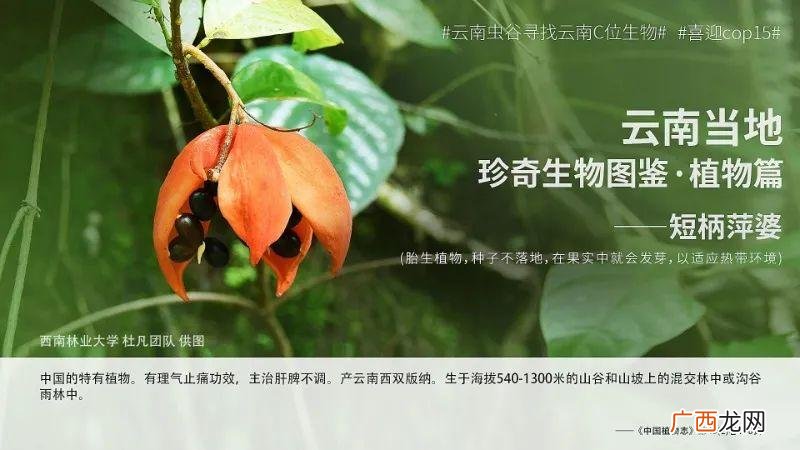 云南特有的花卉植物 云南花卉有哪些
