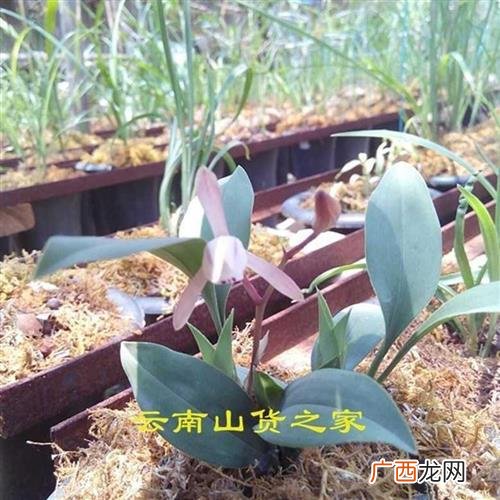 云南特有的花卉植物 云南花卉有哪些