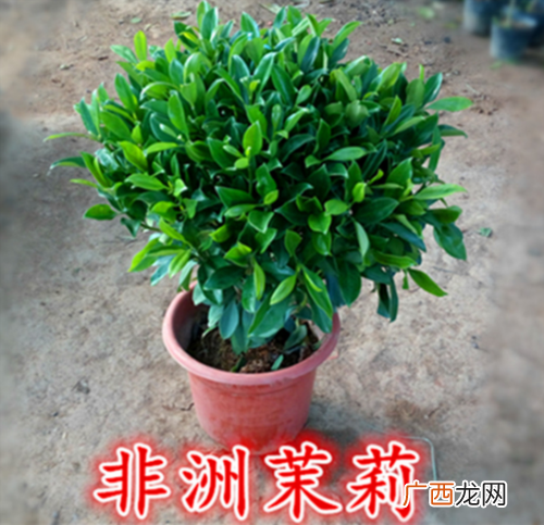 适合河南冬天种植的花卉 郑州地区冬季常绿的花卉