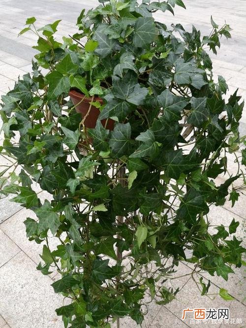 适合河南冬天种植的花卉 郑州地区冬季常绿的花卉