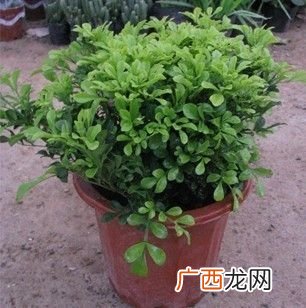 适合河南冬天种植的花卉 郑州地区冬季常绿的花卉
