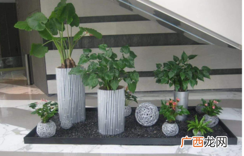 绿植盆栽租赁 郑州花卉租赁租摆
