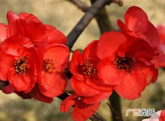 海棠花品种名称大全 各种海棠花卉