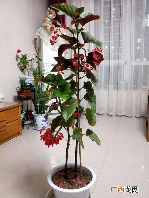 海棠花品种名称大全 各种海棠花卉