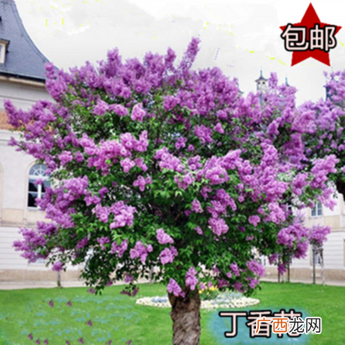 种茶花 花卉大全茶花培植