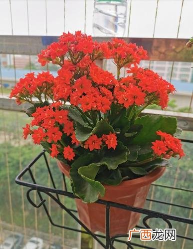种茶花 花卉大全茶花培植