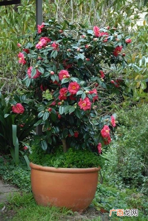 种茶花 花卉大全茶花培植