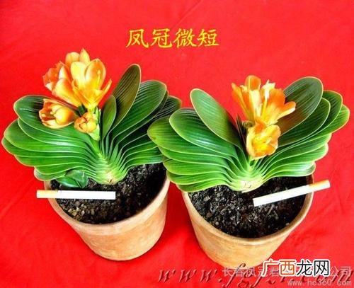 花卉上市公司有哪些 花卉企业首页