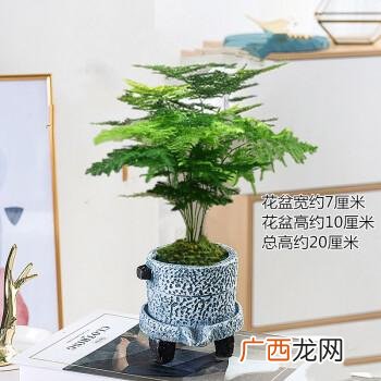 卖家不发货怎么治他们 花卉植物夏季暂停发货公告
