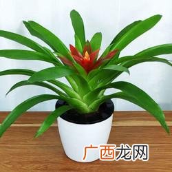 室内花卉大全 室内花卉养护网站