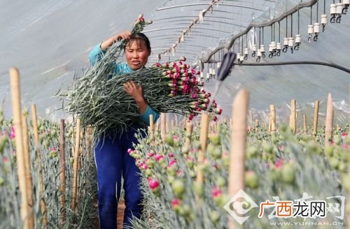 云南花卉产业发展现状 云南花卉种植业