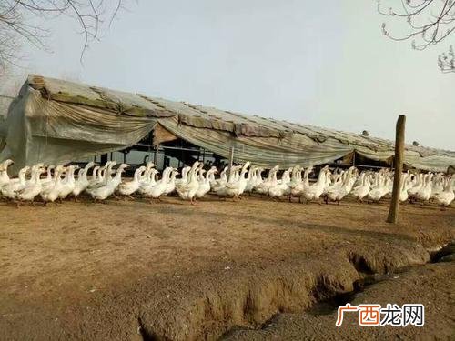 广东有名的养鹅企业 广东养鹅技术