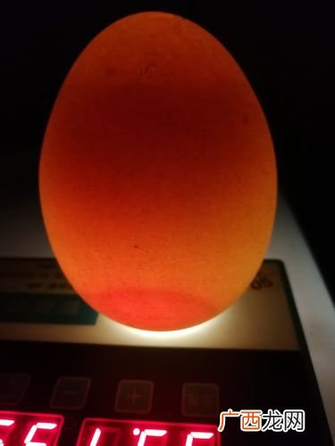 鹅种蛋孵化技术 孵鹅蛋技术