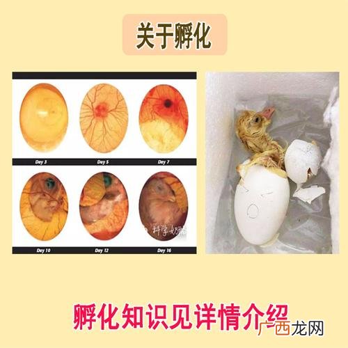 鹅种蛋孵化技术 孵鹅蛋技术