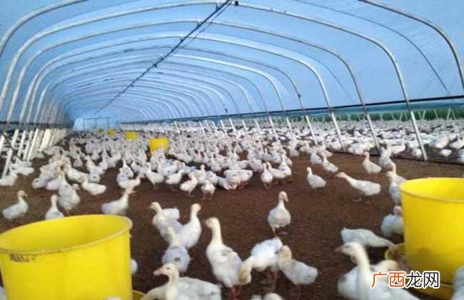 养鹅500只利润和成本 养鹅需要哪些技术养鹅利润有多大