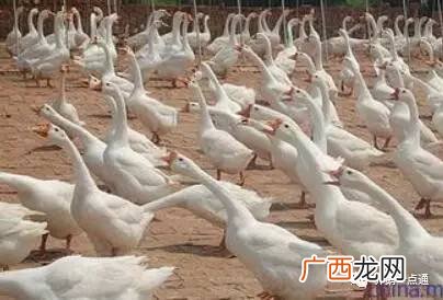养鹅500只利润和成本 养鹅需要哪些技术养鹅利润有多大