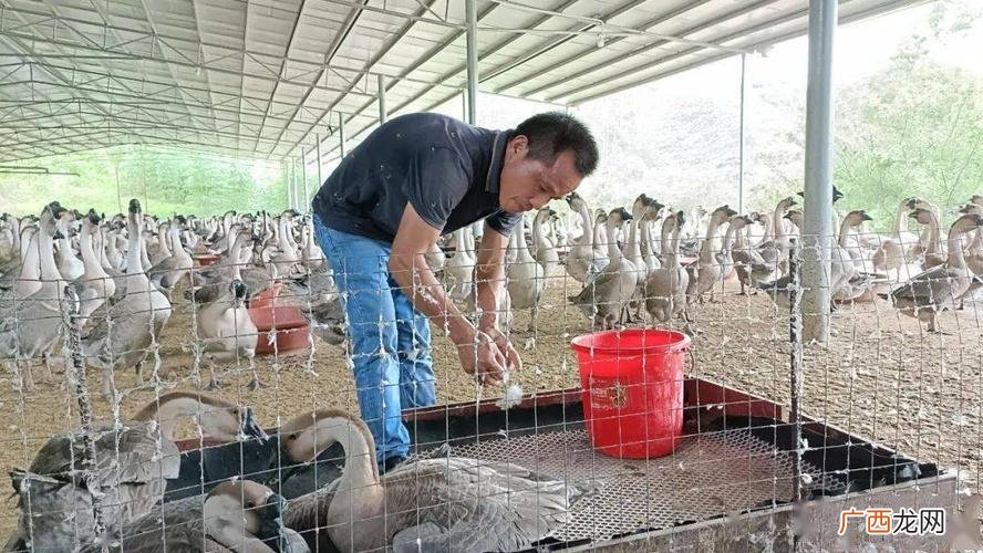 养鹅500只利润和成本 养鹅需要哪些技术养鹅利润有多大