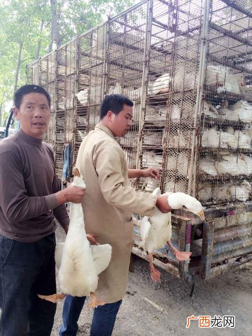 鹅什么时候养最合适 小鹅养殖技术
