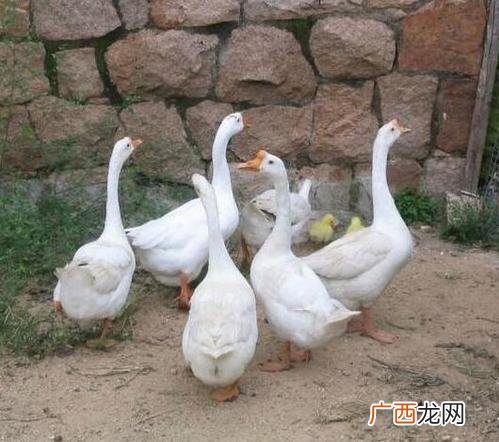 鹅什么时候养最合适 小鹅养殖技术