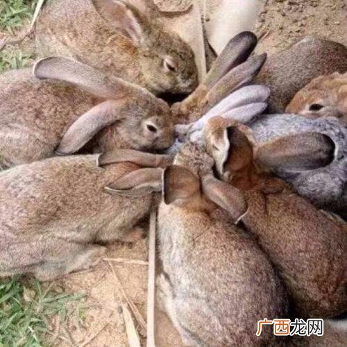 怎么预防兔子疾病 兔病防控与治疗技术