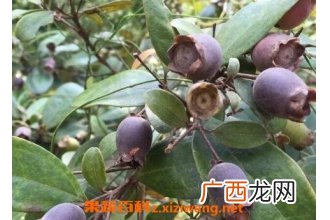 桃金娘的营养价值与食用功效