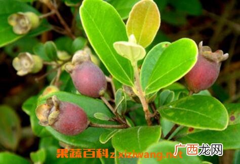 桃金娘的营养价值与食用功效