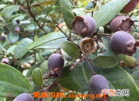桃金娘的营养价值与食用功效