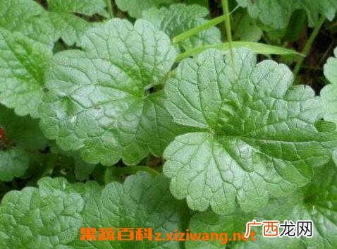 活血连的功效与作用及药用价值