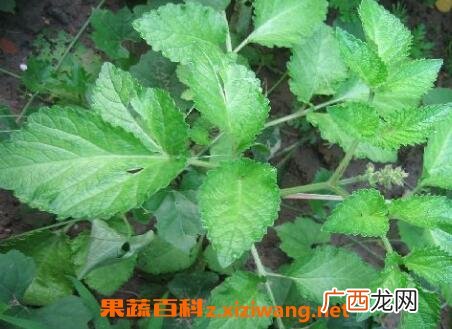 活血连的功效与作用及药用价值