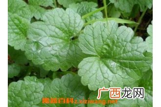 活血连的功效与作用及药用价值