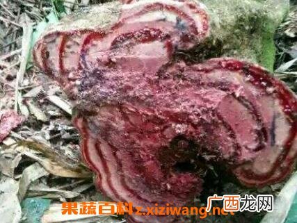黑血藤的功效与作用