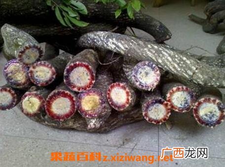 黑血藤的功效与作用